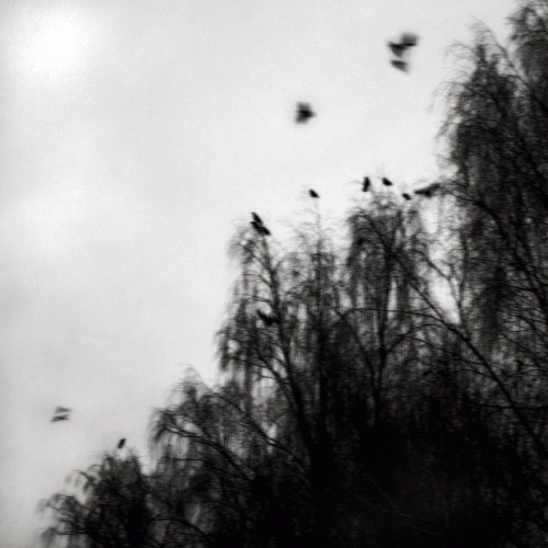 Neurotic Doom : Where All Light Dies